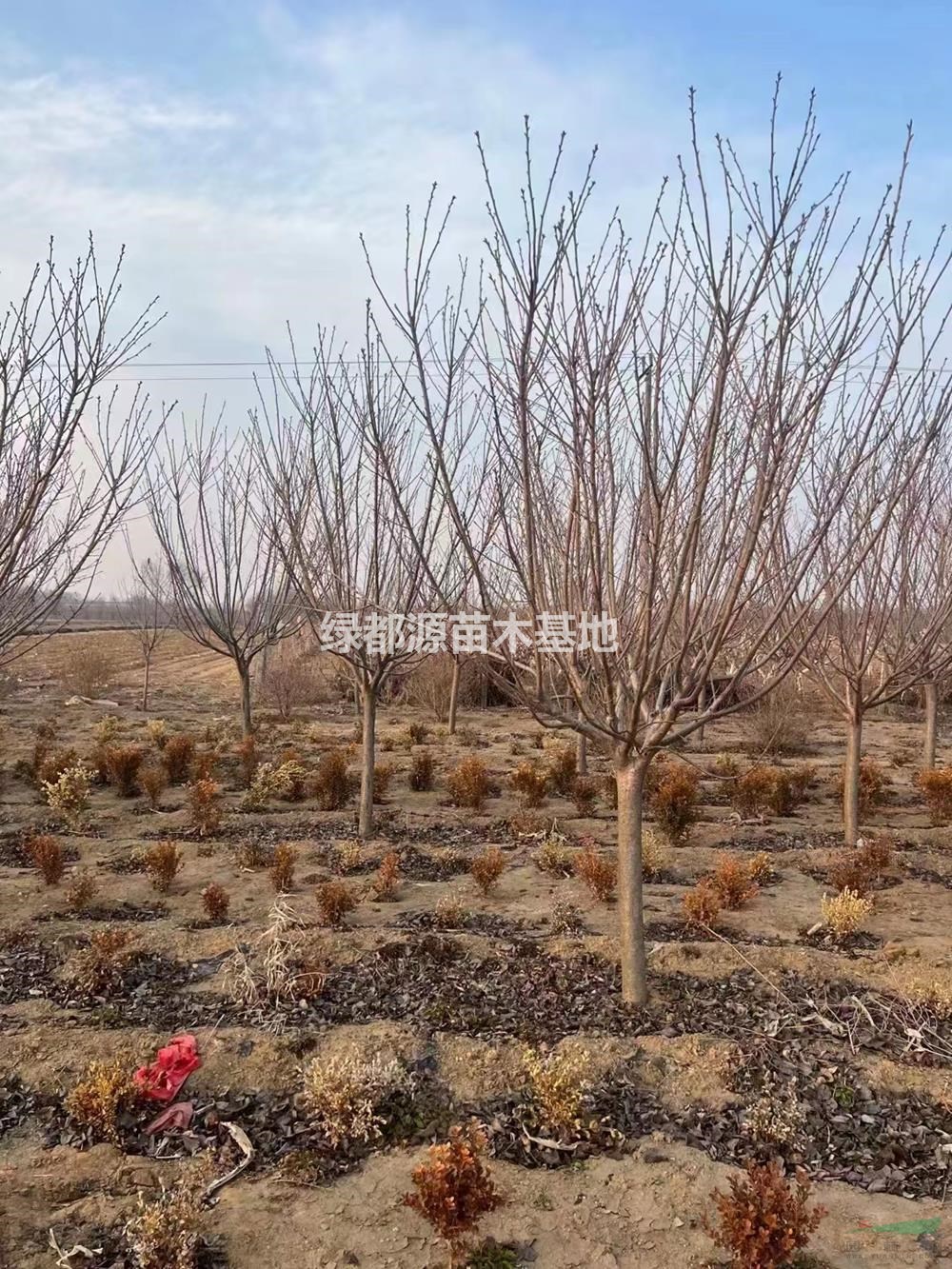 供應(yīng)櫻花 晚櫻 8-15公分櫻花 精品櫻花 9公分櫻花 10公分櫻花