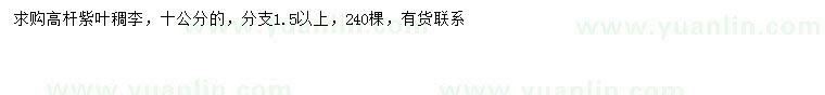 求購10公分高桿紫葉稠李