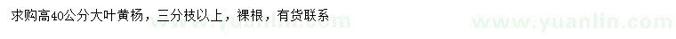 求購高40公分大葉黃楊