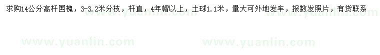 求購14公分高桿國槐