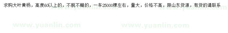 求購高60公分以上大葉黃楊