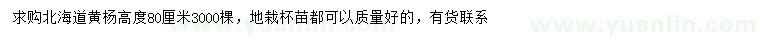 求購高80公分北海道黃楊