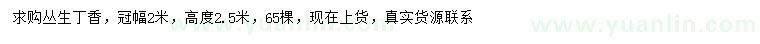 求購(gòu)冠幅2米叢生丁香