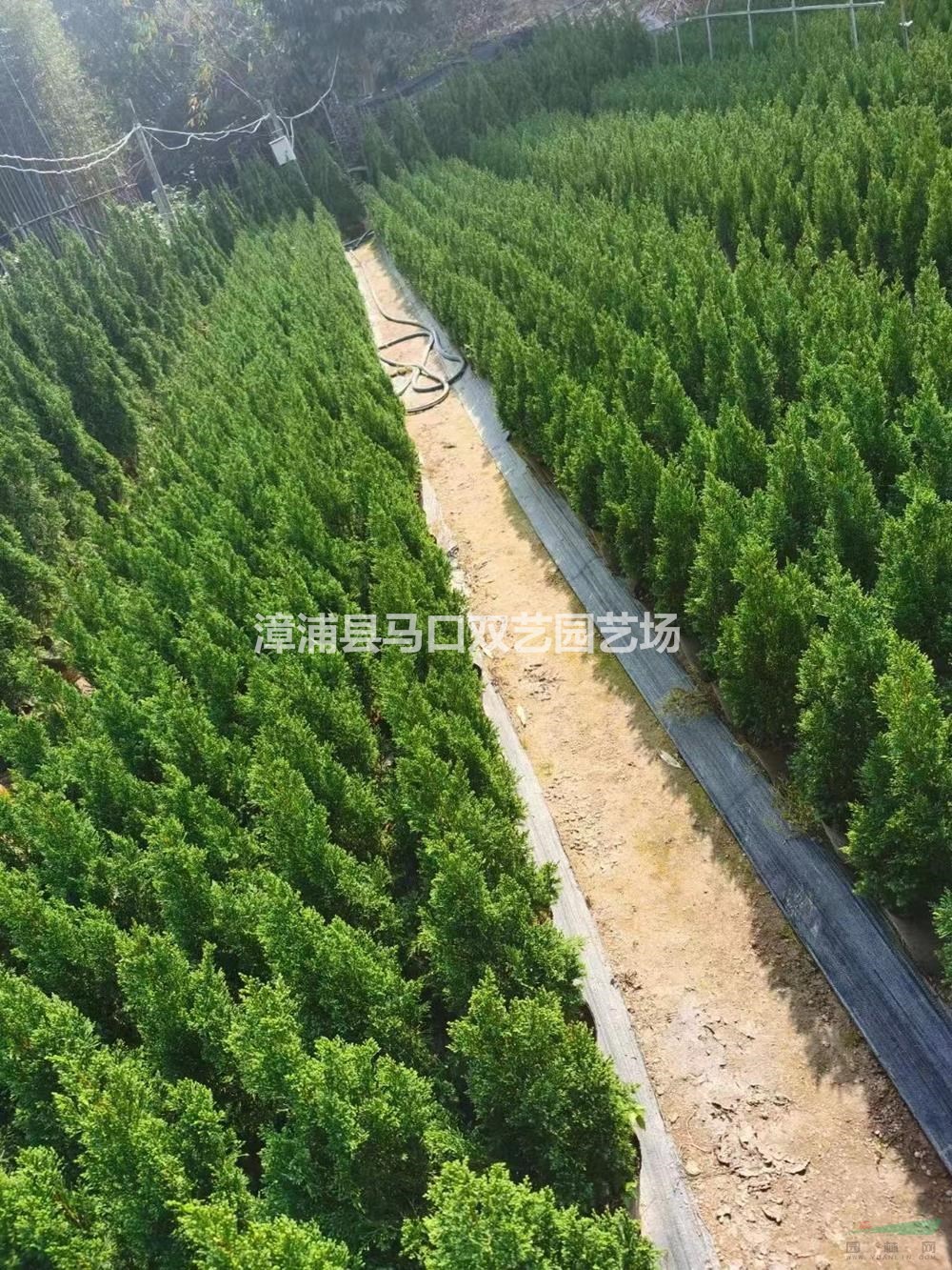 福建漳州塔柏工程庭院綠化-福建漳州塔柏苗栽種