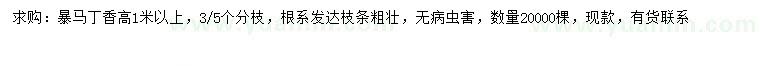 求購(gòu)高1米以上暴馬丁香