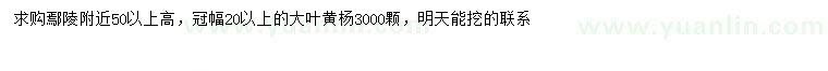 求購高50公分以上大葉黃楊