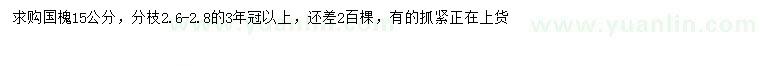 求購15公分國槐