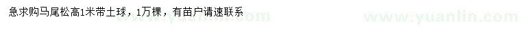 求購(gòu)高1米馬尾松