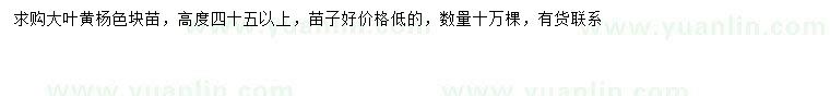 求購高45公分大葉黃楊