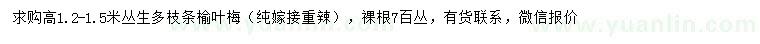 求購(gòu)高1.2-1.5米叢生多枝條榆葉梅
