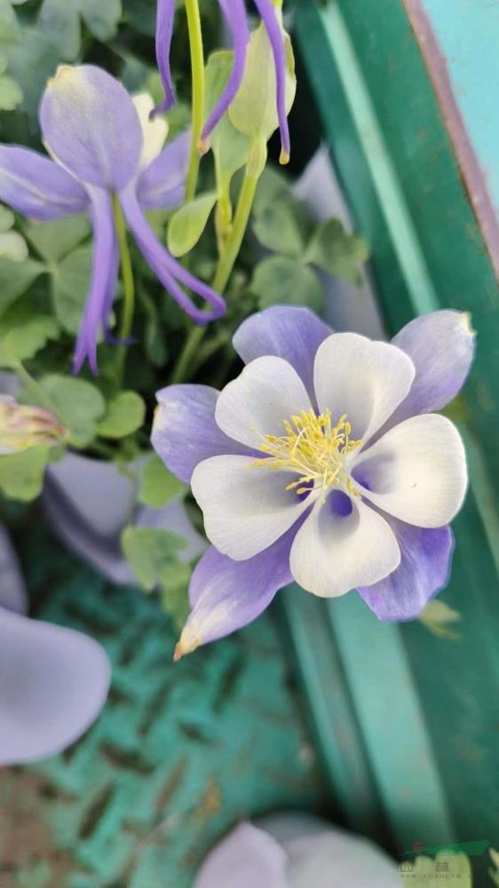 山東大花耬斗菜批發(fā) 山東青州大花耬斗菜今年報(bào)價(jià)