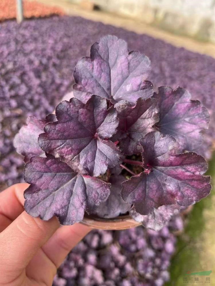 華東地區(qū)時(shí)令草花培育基地大量批發(fā)礬根