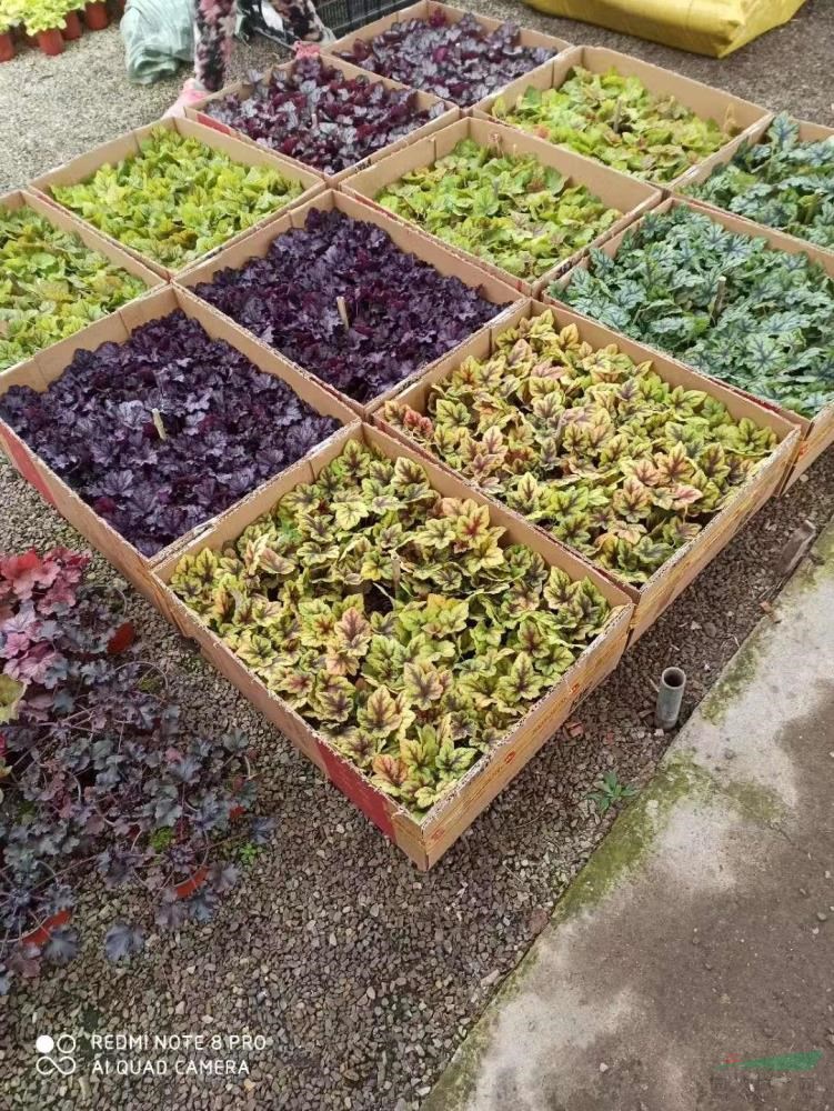 華東地區(qū)時(shí)令草花培育基地大量批發(fā)礬根