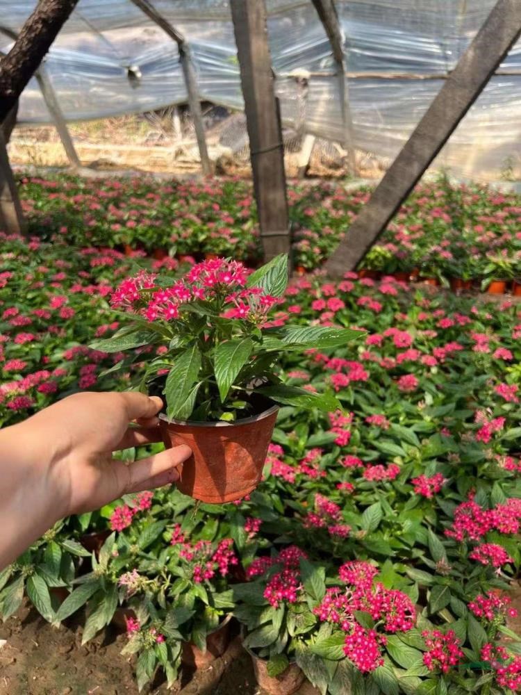 今年繁星花價(jià)格走勢  今年繁星花報(bào)價(jià)