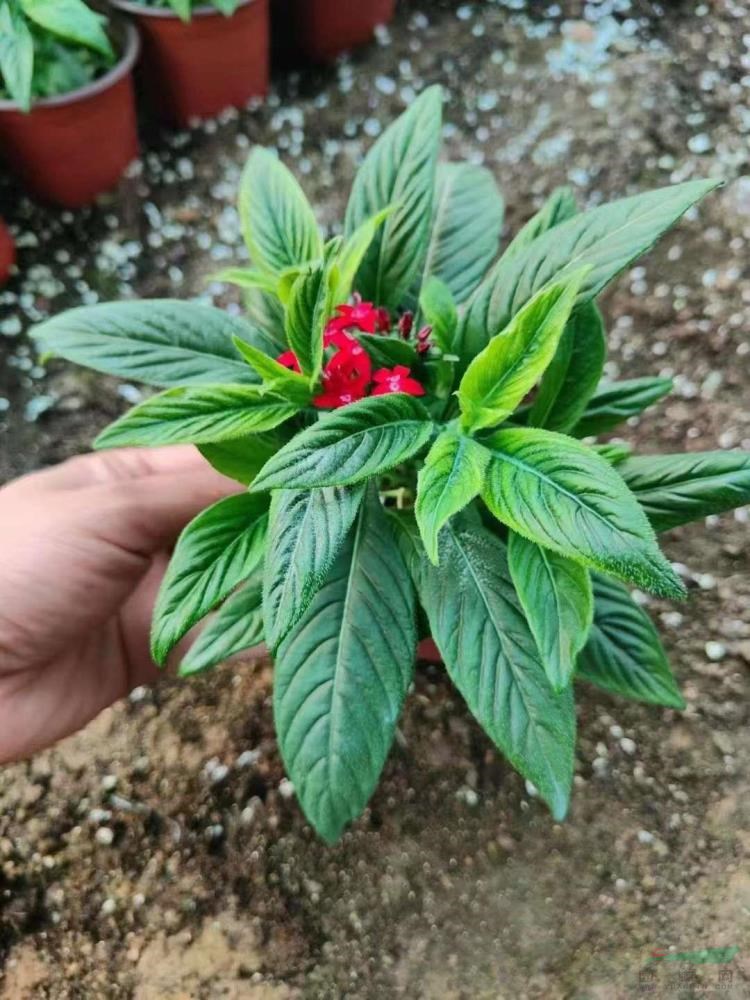 今年繁星花價(jià)格走勢  今年繁星花報(bào)價(jià)