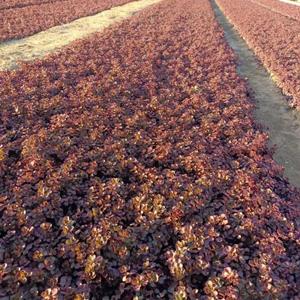 采購紅景天可以到華東地區(qū)山東青州草花基地