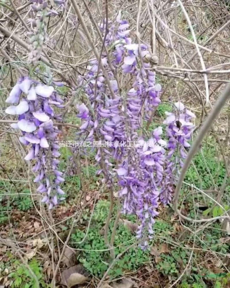 紫藤基地 40-50公分紫藤苗木