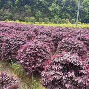 供應(yīng)色塊綠化紅花繼木球苗木--紅花繼木球