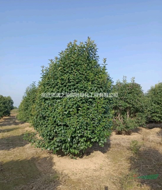 供應(yīng)40-60冠幅大葉女貞球