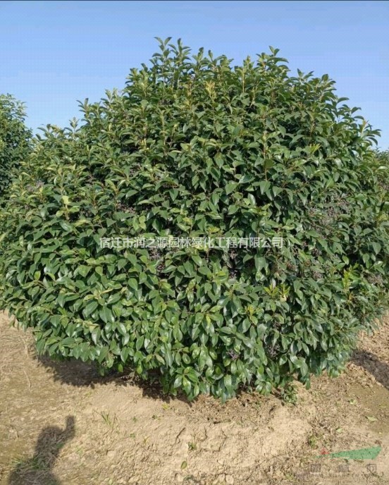 供應(yīng)40-60冠幅大葉女貞球