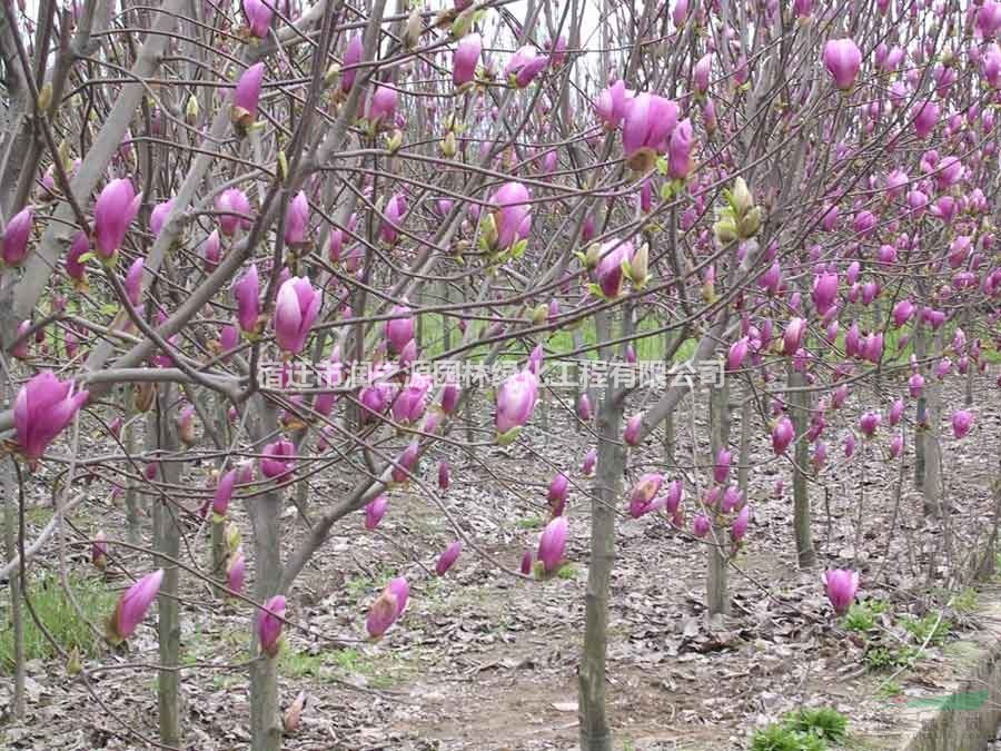  銷售紫玉蘭花木、紅玉蘭花木 辛夷苗木