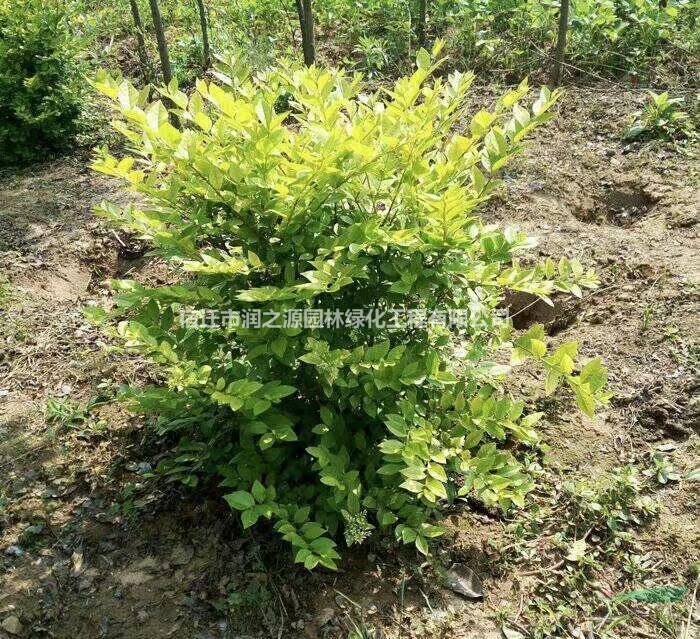 銷售金葉女貞球花木、黃葉女貞綠化苗