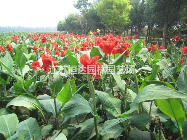 基地紅花美人蕉20-30公分 大花 紅花美人蕉