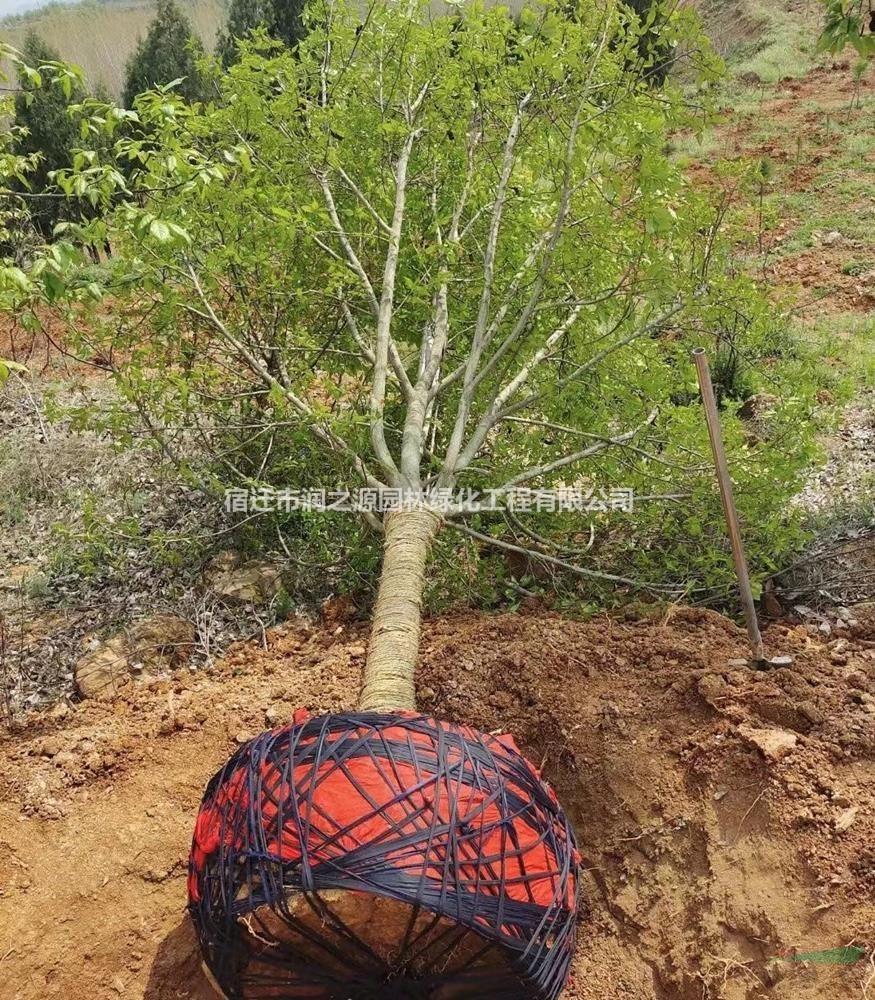 江蘇二喬玉蘭基地  