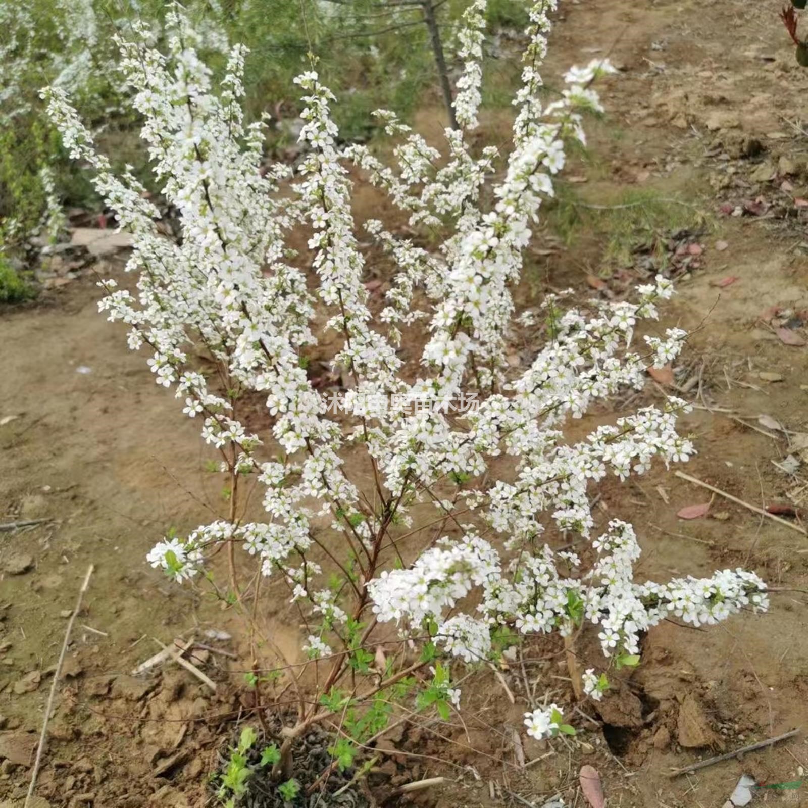 江蘇供應(yīng)噴血花  多分枝噴血花