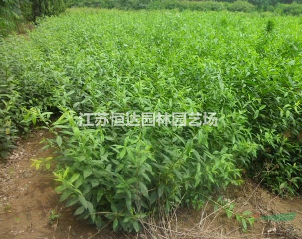 連翹小苗