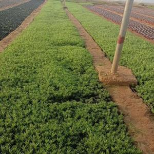 山東綠葉佛甲草基地直銷 青州綠葉佛甲草批發(fā)基地 綠葉佛甲草價格