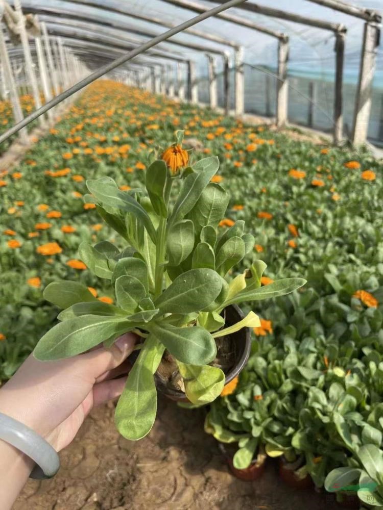 山東金盞菊便宜批發(fā) 青州金盞菊價(jià)格 山東金盞菊基地直銷