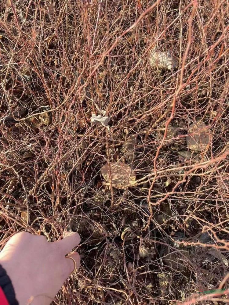 山東噴雪花直銷基地 一手貨源噴雪花直銷擠兌價格便宜