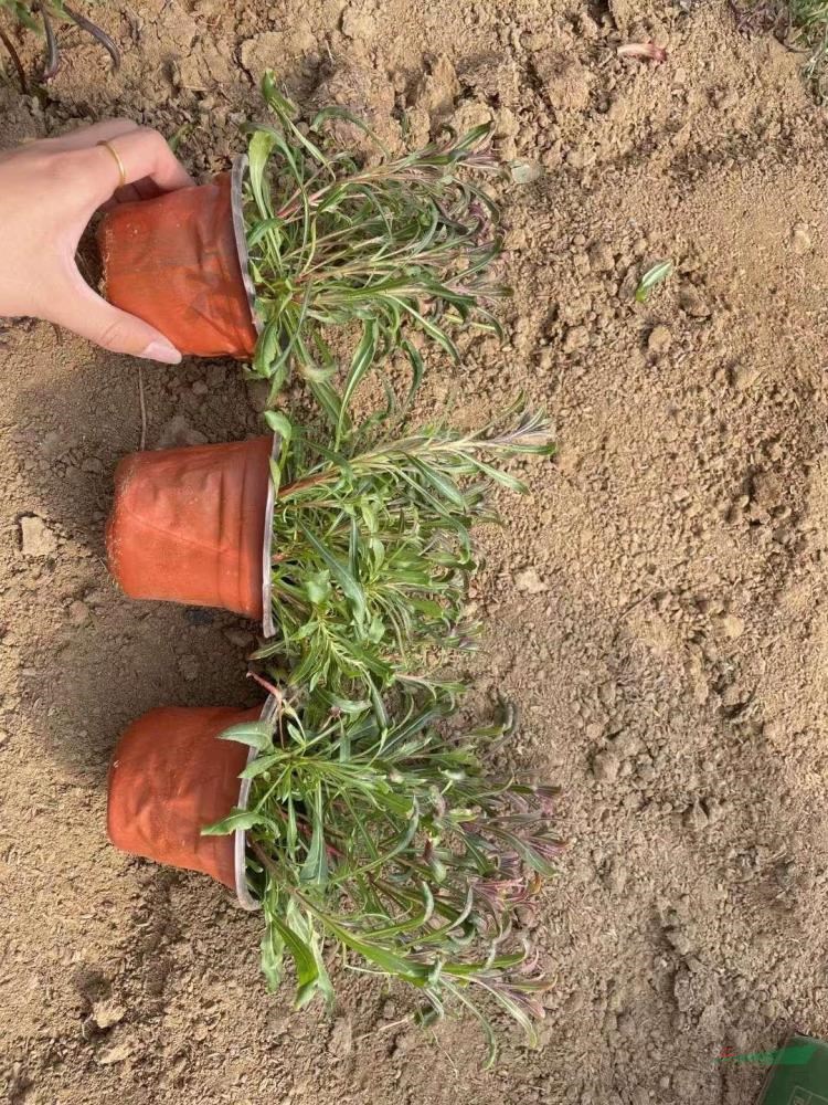 山東青州草花基地大量批發(fā)山桃草價格便宜