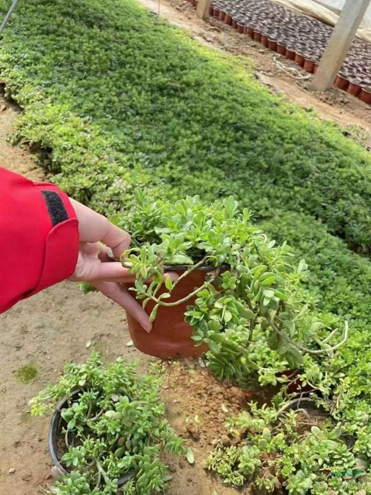 山東太陽花批發(fā)基地直銷價格便宜 青州太陽花專業(yè)直銷