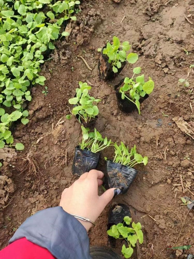 山東蜀葵報價 青州蜀葵行情 山東蜀葵一手貨源直銷批發(fā)便宜