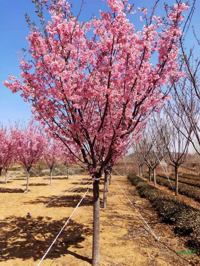 山東陽光櫻花基地直銷 青島陽光櫻基地直銷批發(fā)