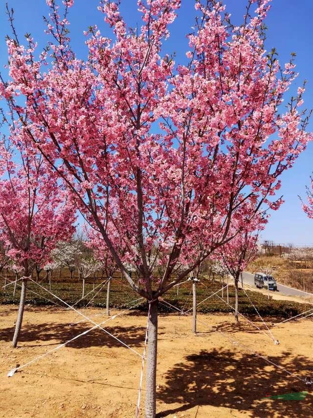 山東陽光櫻花基地直銷 青島陽光櫻基地直銷批發(fā)