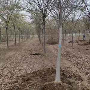 大量供應櫸樹6-20公分，櫸樹價格，櫸樹基地直發