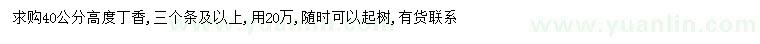 求購高40公分丁香