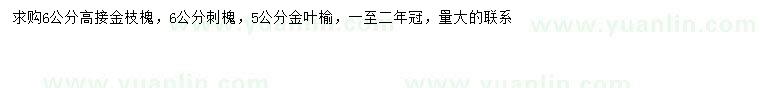 求購高接金枝槐、刺槐、金葉榆