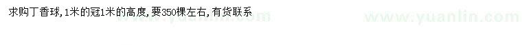 求購1米丁香球