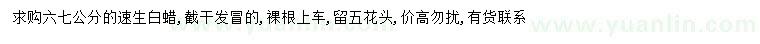 求購6、7公分速生白蠟