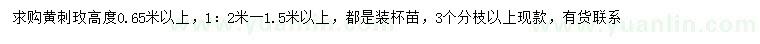 求購高0.65米以上黃刺玫