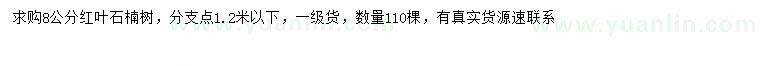 求購8公分紅葉石楠