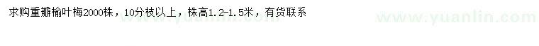 求購(gòu)高1.2-1.5米重瓣榆葉梅
