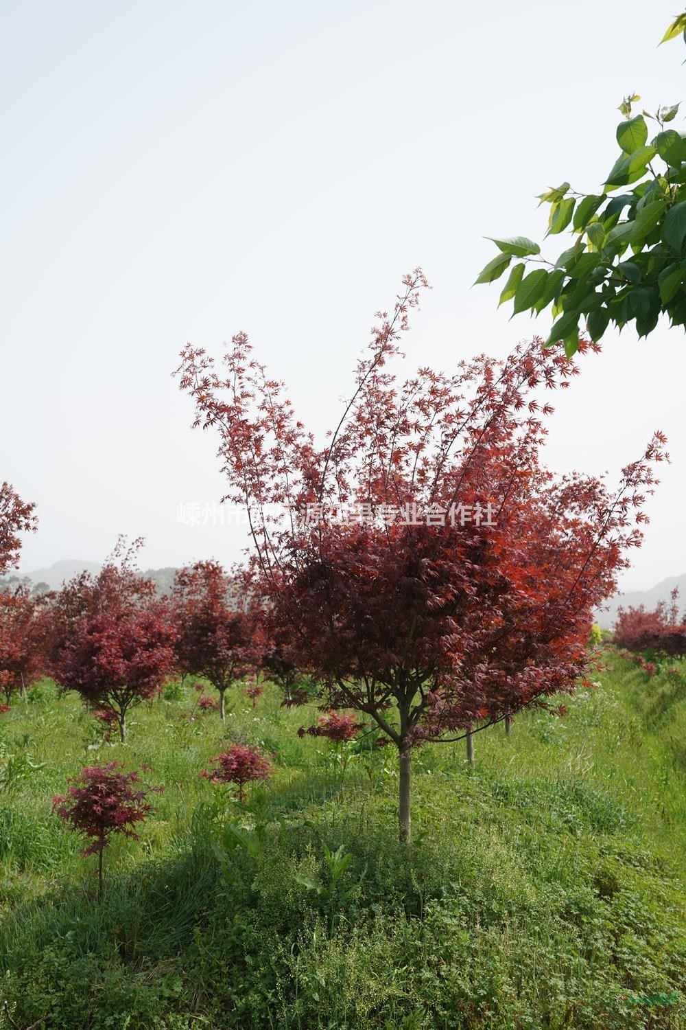 紅楓采購認(rèn)準(zhǔn)嵊州市新樂源花果專業(yè)合作社-紅楓質(zhì)優(yōu)價(jià)廉