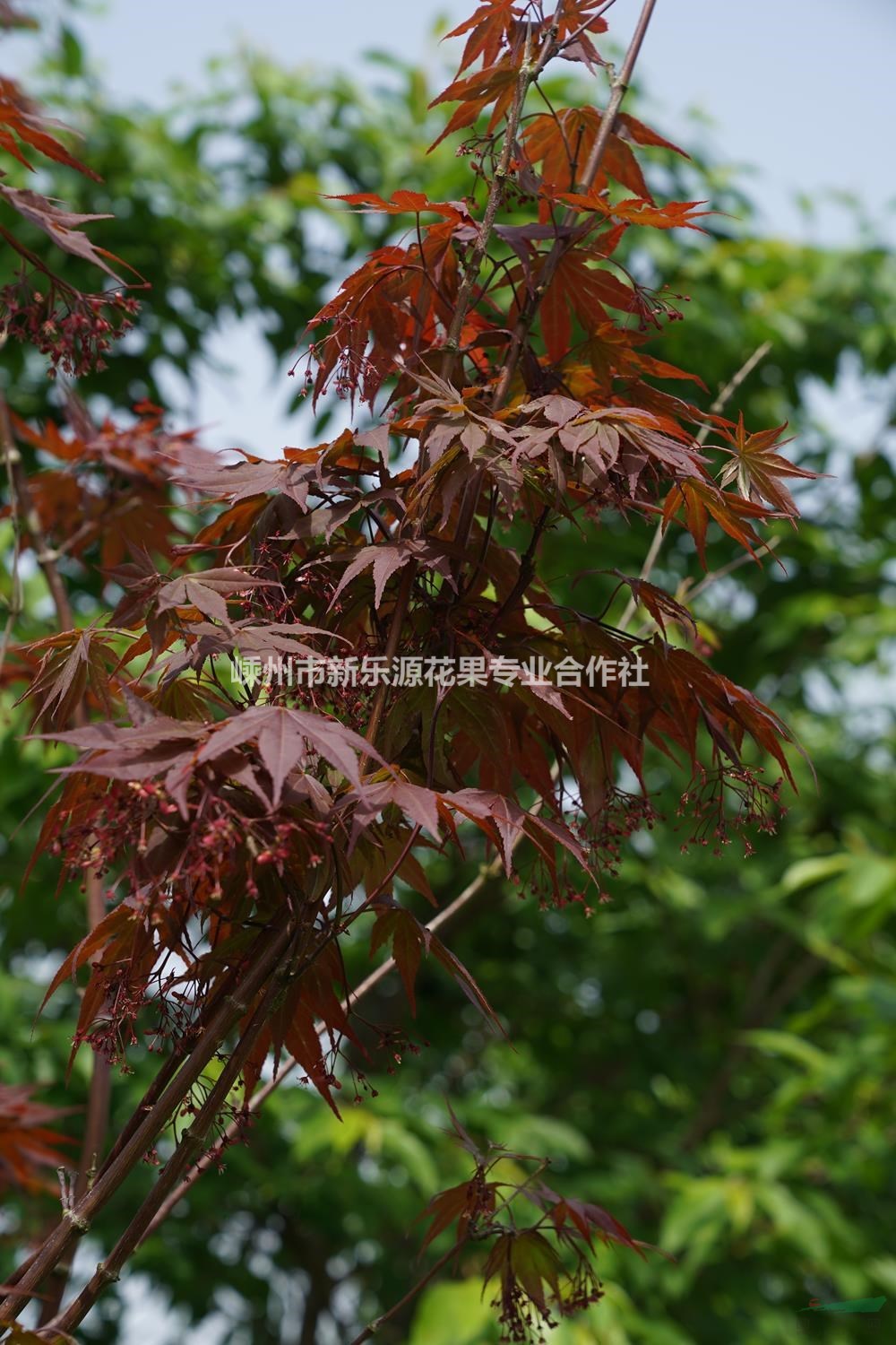 浙江紹興紅楓價(jià)格優(yōu)惠-基地紅楓現(xiàn)挖現(xiàn)發(fā)-紅楓自產(chǎn)自銷