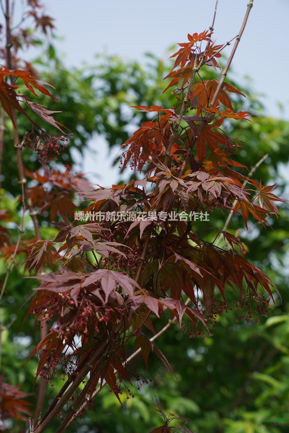 浙江嵊州紅楓觀賞性好-浙江嵊州紅楓苗價(jià)格優(yōu)惠