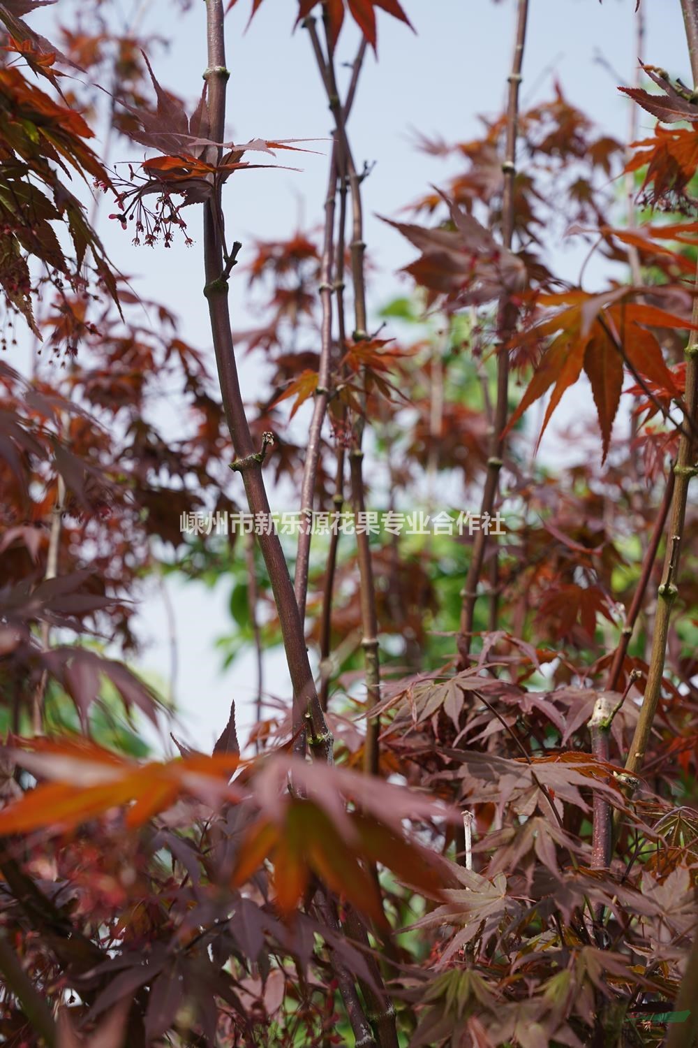 浙江嵊州紅楓觀賞性好-浙江嵊州紅楓苗價(jià)格優(yōu)惠
